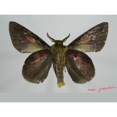 /filer/webapps/moths/media/images/M/mirifica_Chrysopsyche_AM_Albertb_03.jpg