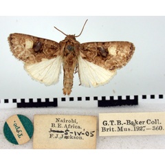 /filer/webapps/moths/media/images/P/pullomedia_Euplexia_HT_BMNH.jpg