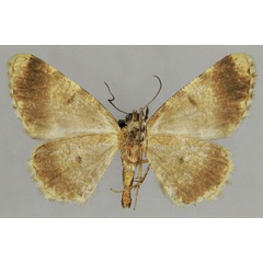 /filer/webapps/moths/media/images/P/pauliani_Ectropis_AM_ZSMb.jpg