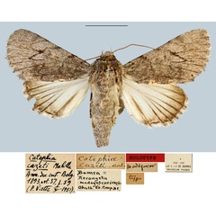 /filer/webapps/moths/media/images/C/cazeti_Catephia_HT_MNHN.jpg