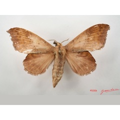 /filer/webapps/moths/media/images/S/siccifolia_Leipoxais_AF_Alberta_01.jpg