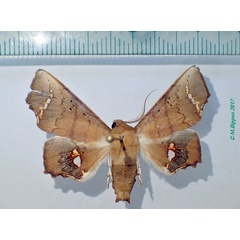 /filer/webapps/moths/media/images/V/vitrea_Episparis_AM_Bippus_01.jpg