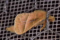 Bombycopsis bipars