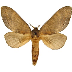 /filer/webapps/moths/media/images/P/producta_Catalebeda_AF_MCJM.jpg
