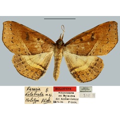 /filer/webapps/moths/media/images/D/dolabrata_Egnasia_HT_MNHN.jpg