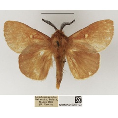 /filer/webapps/moths/media/images/D/diabolus_Closterothrix_AM_NHMUK.jpg