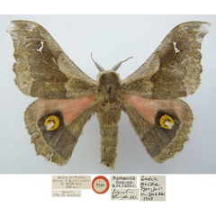 /filer/webapps/moths/media/images/A/arida_Ludia_HT_NHMUKa.jpg