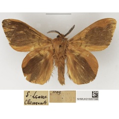 /filer/webapps/moths/media/images/H/heres_Lechriolepis_AM_NHMUK_02.jpg