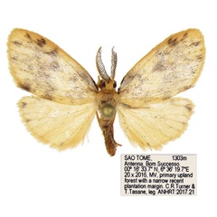 /filer/webapps/moths/media/images/P/pectinatissima_Afrasura_PTM_ANHRT_02.jpg