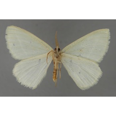 /filer/webapps/moths/media/images/S/semialba_Chlorosterrha_A_ZSM_02.jpg