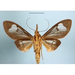 /filer/webapps/moths/media/images/B/brunnea_Amerila_A_MGCLb_01.jpg