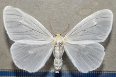 Pseudostracilla infausta