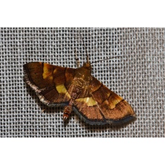 /filer/webapps/moths/media/images/A/abruptalis_Orphanostigma_A_Riddell.jpg