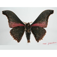/filer/webapps/moths/media/images/A/agathylla_Micragone_A_Albertb_01.jpg