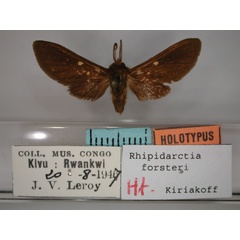 /filer/webapps/moths/media/images/F/forsteri_Rhipidarctia_HT_RMCA_01.jpg