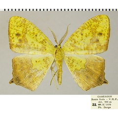 /filer/webapps/moths/media/images/C/commixta_Epigynopteryx_AM_ZSMa.jpg