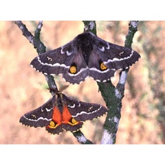 /filer/webapps/moths/media/images/D/ducalis_Vegetia_A_Wolfe.jpg