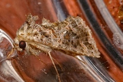 Ctenoplusia furcifera