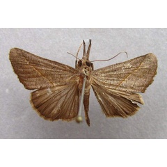 /filer/webapps/moths/media/images/O/obacerralis_Hypena_A_Baron.jpg