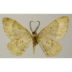 /filer/webapps/moths/media/images/P/peracuta_Ctenaulis_HT_ZSMb.jpg