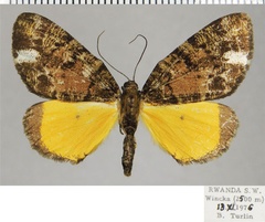 /filer/webapps/moths/media/images/A/amieti_Xylopteryx_AM_ZSM.jpg