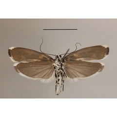 /filer/webapps/moths/media/images/I/iphicrates_Ethmia_A_MGCLb_01.JPG