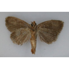 /filer/webapps/moths/media/images/F/ferenigra_Acrapex_HT_RMCA_02.jpg