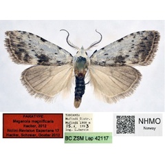 /filer/webapps/moths/media/images/M/magnificaria_Meganola_PT_NHMO_02.jpg