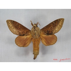 /filer/webapps/moths/media/images/C/crestalina_Pachytrina_AM_Alberta_01.jpg
