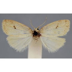 /filer/webapps/moths/media/images/G/gemina_Eugoa_HT_BMNH_JRMYFxm.jpg