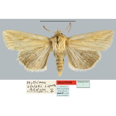 /filer/webapps/moths/media/images/A/amlaki_Mythimna_AT_MNHN.jpg