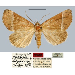 /filer/webapps/moths/media/images/D/didyana_Hyperlopha_HT_MNHN.jpg