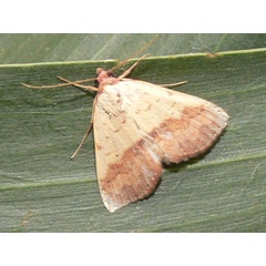 /filer/webapps/moths/media/images/D/duplicalis_Phytometra_A_Goff_02.jpg