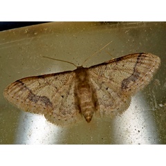 /filer/webapps/moths/media/images/S/squamulata_Idaea_A_Roland_01_hF1ykV5.jpg