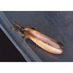 /filer/webapps/moths/media/images/A/africana_Psalis_A_Roland_01.jpg
