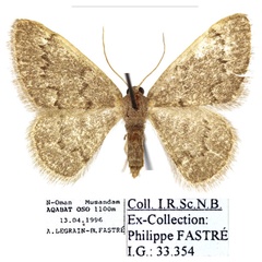 /filer/webapps/moths/media/images/P/pulvereisparsa_Neromia_AF_RBINS_02.jpg