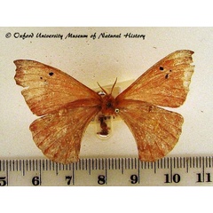 /filer/webapps/moths/media/images/I/insignis_Eosia_A_OUMNH.jpg