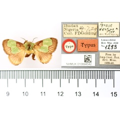 /filer/webapps/moths/media/images/D/dentina_Parasa_HT_BMNH.jpg