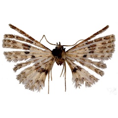 /filer/webapps/moths/media/images/E/escobari_Alucita_HT_ZMJU.jpg