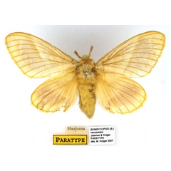 /filer/webapps/moths/media/images/V/venosoides_Bombycopsis_PTF_SNHM.jpg