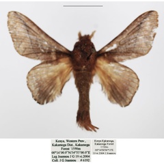 /filer/webapps/moths/media/images/S/sjostedti_Stoermeriana_AM_TMSA_01.jpg