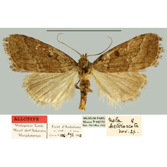 /filer/webapps/moths/media/images/H/heteroscota_Roeselia_AT_MNHN.jpg
