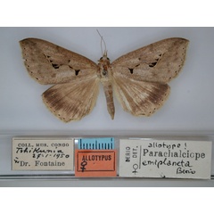 /filer/webapps/moths/media/images/E/emiplaneta_Parachalciope_AT_RMCA_01.jpg