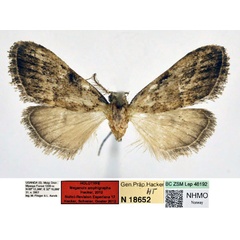 /filer/webapps/moths/media/images/A/amphigrapha_Meganola_HT_NHMO_IifBFji.jpg