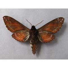 /filer/webapps/moths/media/images/P/poecila_Dovania_A_Baron_02.jpg