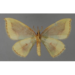 /filer/webapps/moths/media/images/M/madecassa_Chlorodrepana_AM_ZSM_02.jpg