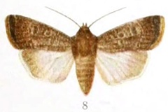 Agrotis euxoides