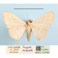 /filer/webapps/moths/media/images/M/minorata_Scopula_A_MGCLa_01.jpg