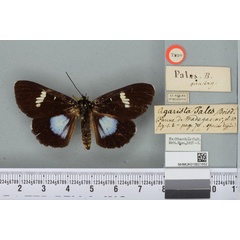 /filer/webapps/moths/media/images/P/pales_Agarista_HT_BMNHa.jpg