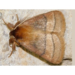/filer/webapps/moths/media/images/T/trilineata_Cyrtojana_A_Grobler.jpeg